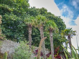 Palm-trees-1